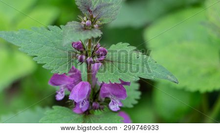 Blind Nettle Purple, On A Green Defocused Background, In The Forest.