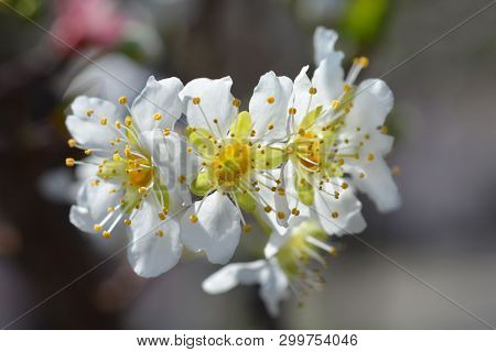 Ozark Premier Plum Flower- Latin Name - Prunus Salicina Ozark Premier