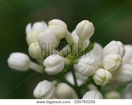 White Lilac Flowers With Buds For A Background, Spring Garden, Syringe Vulgaris.
