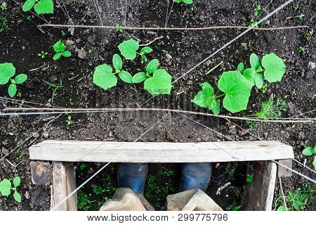 Fresh Shoots Of Cucumber Grow In Greenhouse. Gardening For Growing Vegetables, Farmer Grows Cucumber