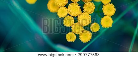 Tansy Flowers Close Up. Tanacetum Vulgare Blossom Plant. Yellow Healthy Herb Flowers, Macro View.