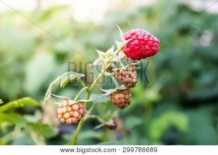 Fresh Raspberries Grow On Green Tree In Garden