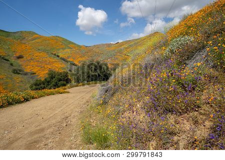 Trail Of Walker Canyon During The Poppy Wildflower Superbloom