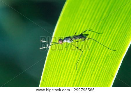 Stilt-legged Flies On The Leaves Are Insects That Are Small, Slender.