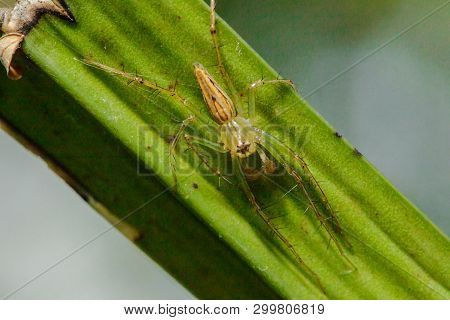 Oxyopes Javanus Throll On The Leaves Can Jump To Catch Prey.