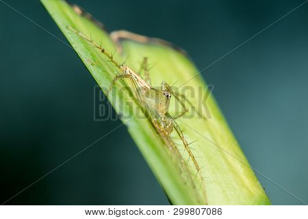 Oxyopes Javanus Throll On The Leaves Can Jump To Catch Prey.