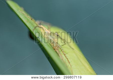 Oxyopes Javanus Throll On The Leaves Can Jump To Catch Prey.