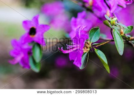 Pink Azalea Blossom. Rhododendron Ponticum, Called Common Rhododendron Or Pontic Rhododendron.