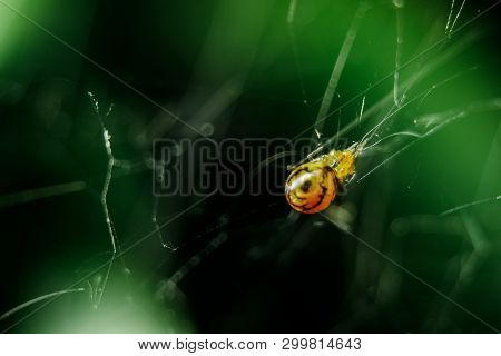 Yellow Spiders Are Braid To Trap Prey.