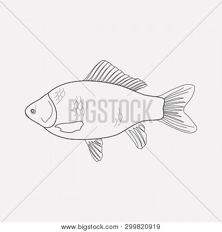 Crucian Icon Line Element. Vector Illustration Of Crucian Icon Line Isolated On Clean Background For
