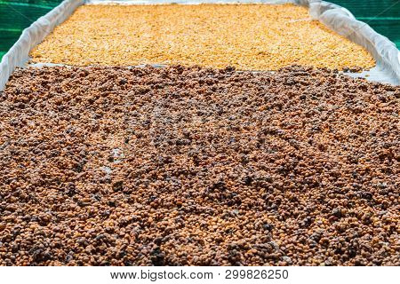 Luwak Coffee, Unclean Coffee Beans,  Kopi Luwak Is Coffee That Includes Part-digested Coffee Cherrie