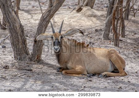 Roan Antelope, Hippotragus Equinus, Savanna Antelope Found In West, Central, 
East And Southern Afri