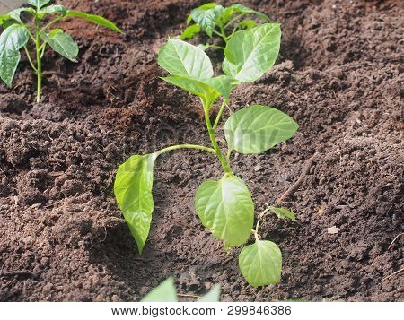 Young Sprouts Of Pepper, Planted In The Beds In The Greenhouse. Agriculture.