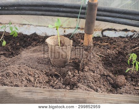 Seedlings Of Courgettes In A Peat Cup. Next To The Cup, Stuck The Scoop.