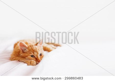 Cute Ginger Cat Lying In Bed. Fluffy Pet Is Gazing Curiously. Stray Kitten Sleep On Bed First Time I