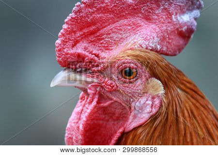 Portrait Of A Rooster On A Dark Background. Close-up