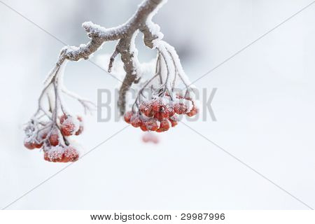 Ashberry sul ramo di un albero innevato
