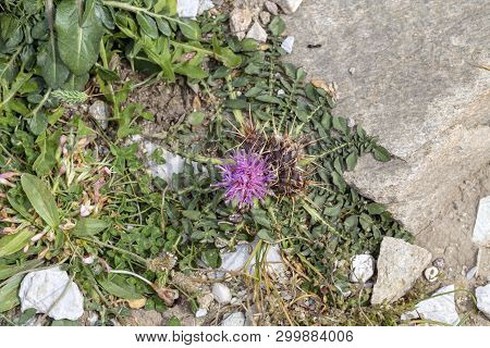 A Rare, Undersized Plant (centaurea Raphanina Ssp. Mixta (dc.) Runemark) Grows And Blooms With Pink 