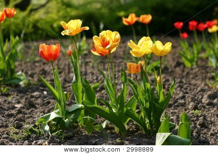 Tulipani rossi e gialli