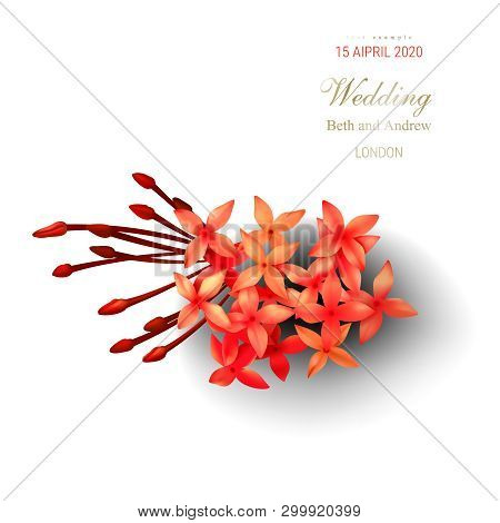 Tropical Red Ixora Flowers On White Background Vector Illustration Beautiful Botanical Isolated Elem