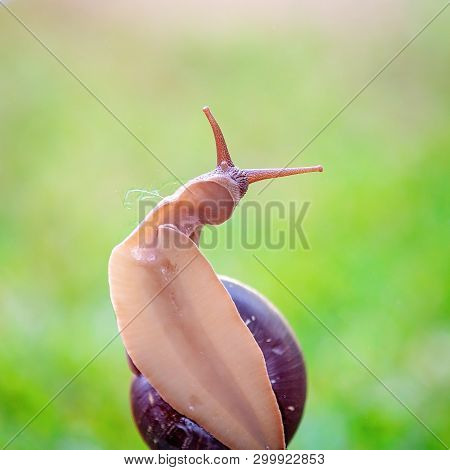 The Soft Slimy Underbelly Of A Bi-colored Snail Showing Its Head And Part Of Its Shell, Against A Gr
