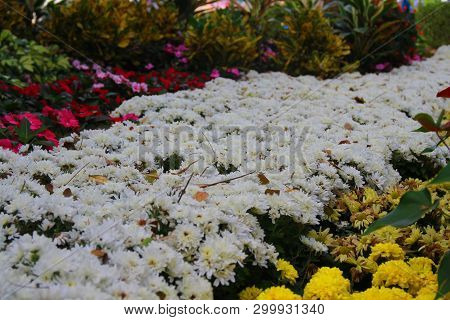 White Chrysanthemum Flower Fresh And Blooming In Outdoor Garden With Natural Background.