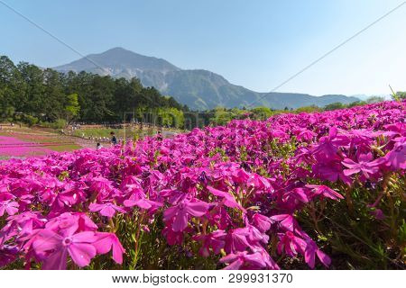 Saitama, Japan - Apr 21, 2018: View Of Pink Moss (shibazakura, Phlox Subulata) Flower At Hitsujiyama