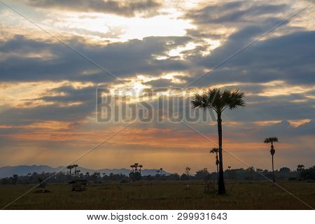 Evening Weather, Silhouette Sugar Palm Trees In The Field With Sun Light Are Shone Through The Cloud