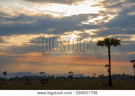 Evening Weather, Silhouette Sugar Palm Trees In The Field With Sun Light Are Shone Through The Cloud