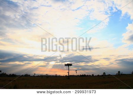 Evening Weather, Silhouette Sugar Palm Trees In The Field With Sun Lighta Are Shone Through The Clou
