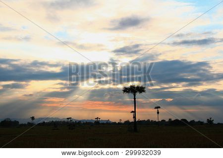 Evening Weather, Silhouette Sugar Palm Trees In The Field With Sun Light Are Shone Through The Cloud