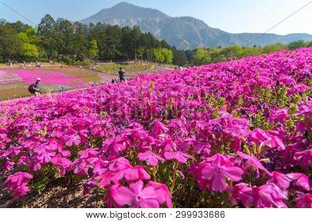 Saitama, Japan - Apr 21, 2018: View Of Pink Moss (shibazakura, Phlox Subulata) Flower At Hitsujiyama