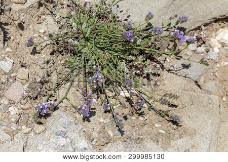 Flora Of Greece. Flowering, Wild Plant (limonium Sinuatum) Grows Close-up In Natural Habitat On A Sp