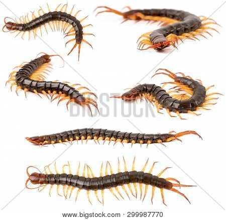 Centipede Or Chilopoda Isolated On White Background