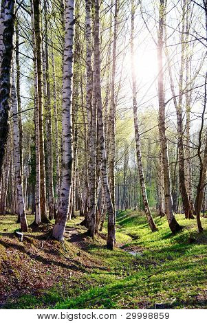 Birchwood im FrÃ¼hjahr