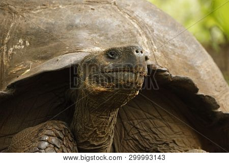 Closeup Of A Galapagos Tortoise (chelonoidis ) - Santa Cruz Island, Galapagos