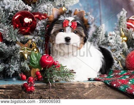 dog Biewer Yorkshire Terrier on the background of New Year's decor; Christmas dog