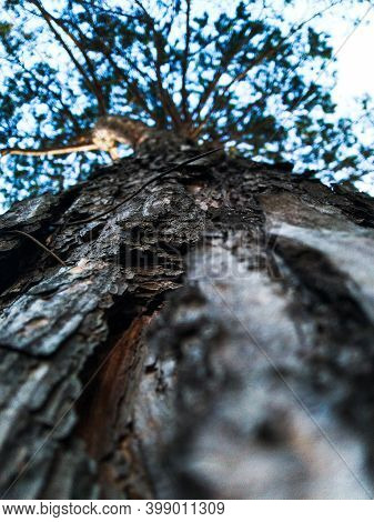 Tree Trunk. Prerequisites Bottom View Of Trees. Pine Trunk, Swirls Wood Texture