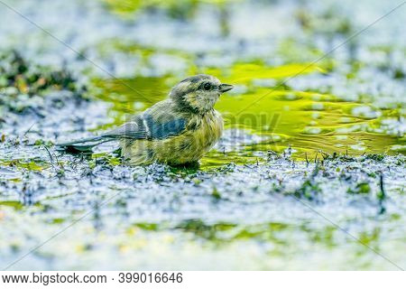 Great Tit, Parus Major, Bathes In Yellow Green Water In Nature. A Small Passerine Bird Of The Tit Fa