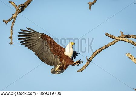 Fish Eagle (haliaeetus Vocifer) With Its Wings Wide Open Trying To Land On A Tree Branch In Kruger P