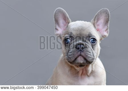 Portrait Of Young Lilay Fawn Colored French Bulldog Puppy With Large Blue Eyes On Gray Background