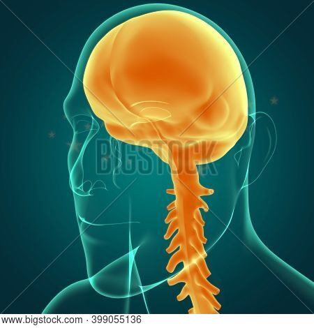 Dura Mater Anatomy For Medical Concept 3D