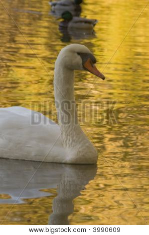 Labuť