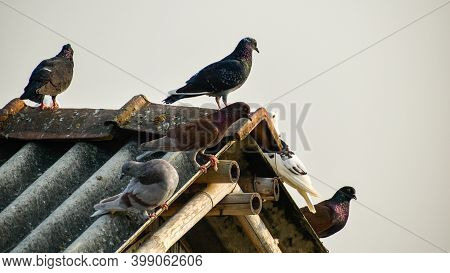 Pigeons Are Sitting On Rooftop Countryside Of India
