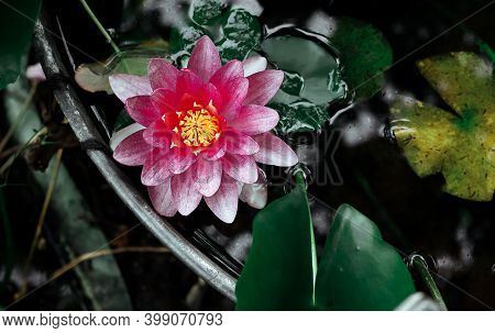Beautiful Pink Water Lily In The Garden In An Old Basin In The Summer Evening