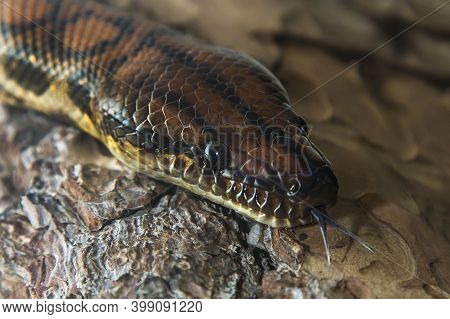 Rainbow Boa Snake - Epicrates Cenchria Cenchria Climbs The Bark Of A Tree And Has Its Tongue Out.