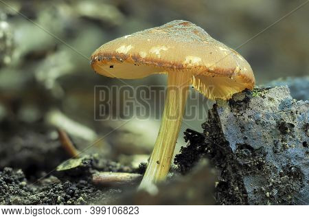 The Yellow Shield (pluteus Chrysophaeus) Is An Inedible Mushroom