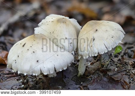 The Psathyrella Candolleana Is An Edible Mushroom