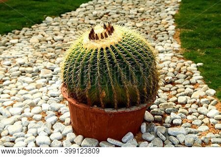 Arrangement Of Cactus Plant In Red Earthen Pot Placed On Pebbled Floor At Republic Day Flower Show I