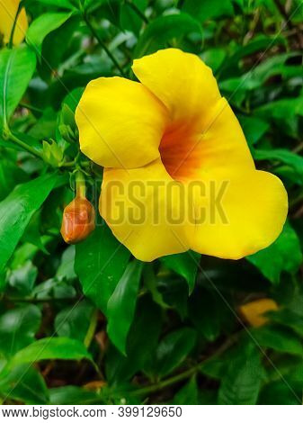 A Beautiful Yellow Flower Blooming In A Garden Countryside Of Bangladesh